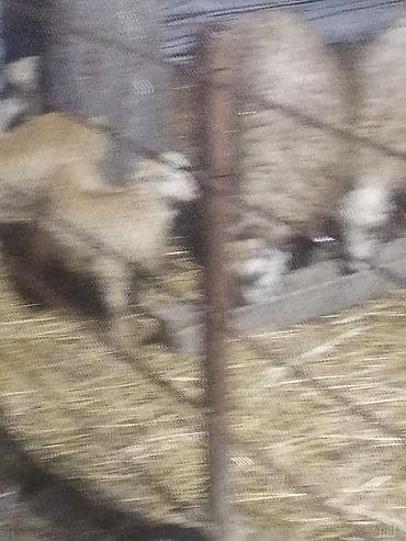 Heyvanlar üçün mallar: Məhsul: Qoyun və quzular

Təsvir:Ekiz qoyunlar — 3