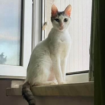 Кошки: Американская короткошерстная, Самец, В добрые руки, Бесплатная доставка — 1