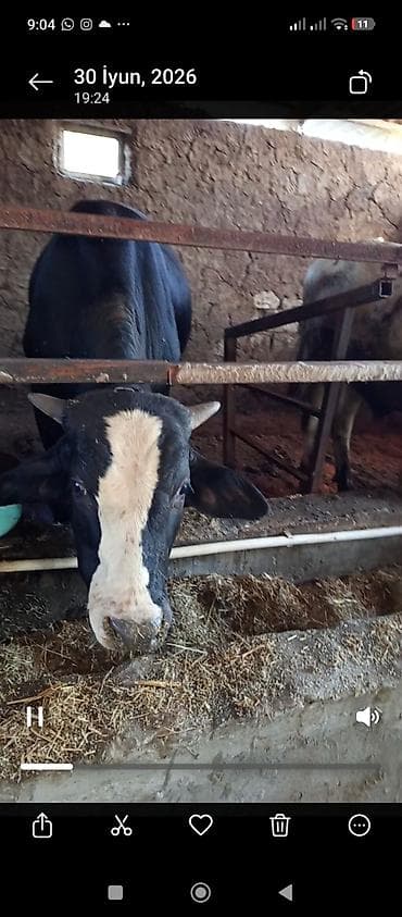 inek yemi: Yarımbordağ danalar,11 baş,diri çəkiləri 240-300 kgqiyməti diri — 2