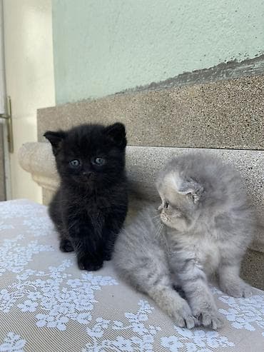 pişik qutusu: Britan, Erkək, Yaxşı əllərə, Ünvandan götürmə, Ödənişli çatdırılma — 8