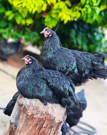 1 ayliq cuce satisi: Avstrolop cinsi cucesi 2.50 1 ayliq 6 manat temiz cins olmagina — 5