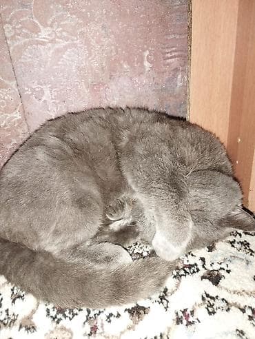 Quşlar: Britan, Erkək, Yaxşı əllərə, Ünvandan götürmə — 5