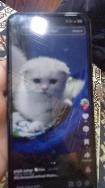 munchkin pişik: Britan — 3