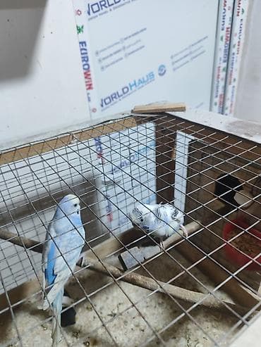 tutuquşu qiyməti: Hazır yumurtayan cür papuqaylar. Qəfəslərimdə yaponka toyuq saxlayacam — 7