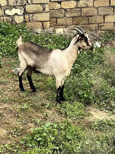 dəvə satılır: Dişi, il: 1, 40 kq, Damazlıq, Ünvandan götürmə — 1