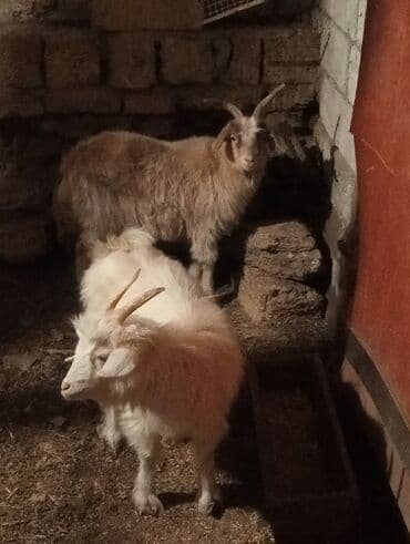 qarabağ atı qiyməti: İkisidə dişidir ayrı ayrılıqda biri 200 manatadır erkək yanına — 1