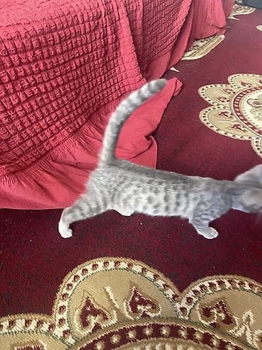 pişik: Dişi, Yaxşı əllərə, Ünvandan götürmə — 4