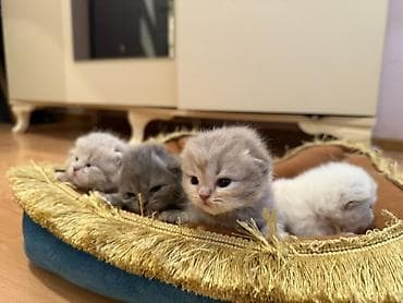 Quşlar: Şotland uzun tüklü, Erkək, Dişi, Yaxşı əllərə — 4