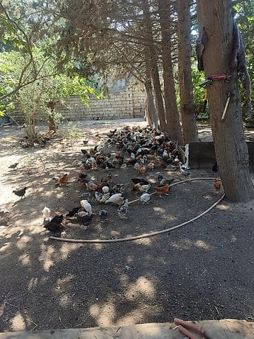 ponpon cücələri: Toyuq cücələri, Damazlıq — 3