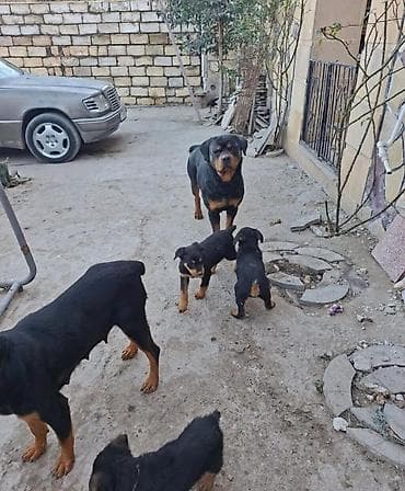 rottweiler qiyməti: Rotveyler, Peyvəndli — 1