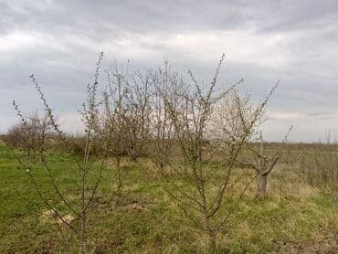 xacmaz rayonu qusarcay kendi: Kənd təsərrüfatı — 20