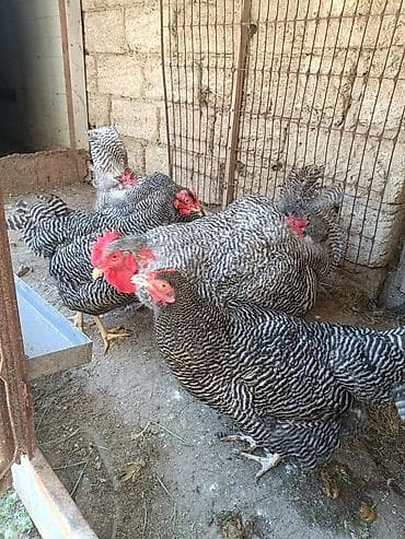 cuce ve xoruz: Barred Rock Plymouth. 3-fərə 3-xoruz 1il5 aylıqdılar təmiz qan sağlam — 6