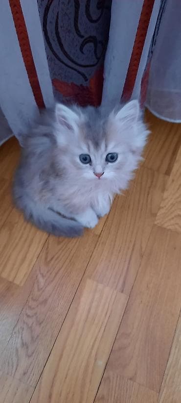 pisik almaq: Britan, Erkək, Dişi, Yaxşı əllərə, Ünvandan götürmə, Ödənişli çatdırılma — 6