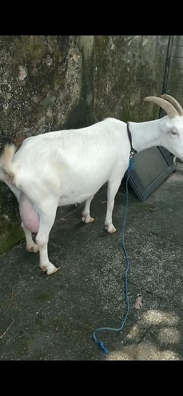 Digər heyvanlar: Ağ rəngli süd keçisi və balası - Cins: süd istiqamətli ağ keçi (böyük — 6