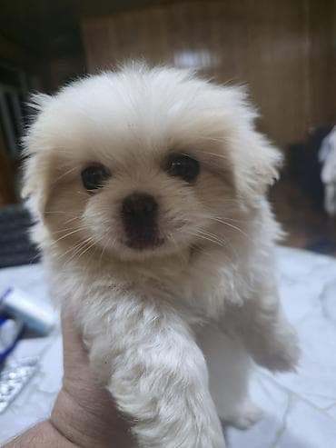 xaski satilir: Pekines, 2 ay, Dişi — 3