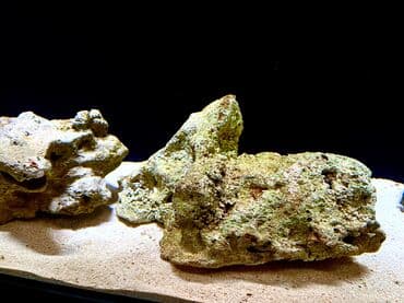 qurdbasar satilir: Okean dashlari satilir trafeus saxliyanlar ucun okean akvariumu ucun — 2