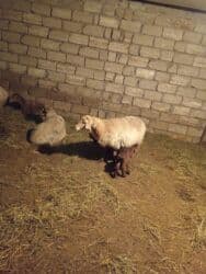 qaz yagi satisi: Dişi, Qala, il: 1, 50 kq, Damazlıq, Ünvandan götürmə — 2