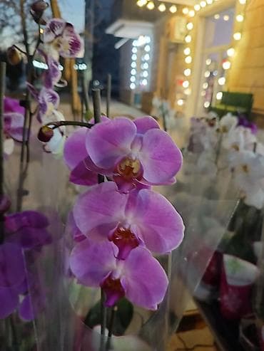 dekorativ işıq: - Rənglər: ağ, açıq bənövşəyi, çəhrayı və tünd bənövşəyi tonlar - Hər — 5