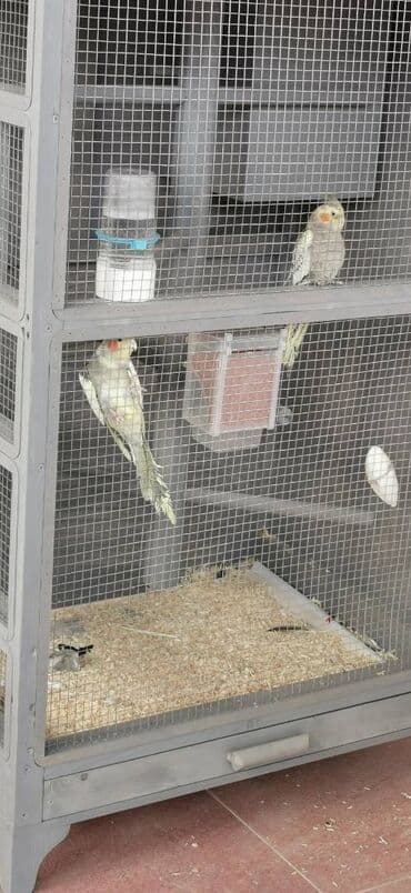 donuz əti satışı: 9 ədəd korella bir ailədən çoxalıb. Hazırda 4 cüt dur yumurtlayır — 4