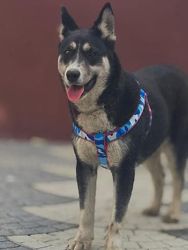 Yuvalar: It itləri üçün rahat gəzinti jileti (qoşqu) HUSKY MALAMUTE — 1