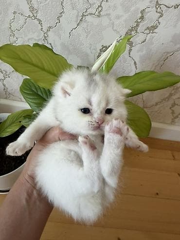 paroda pişik: Şotland yastı qulaq — 2