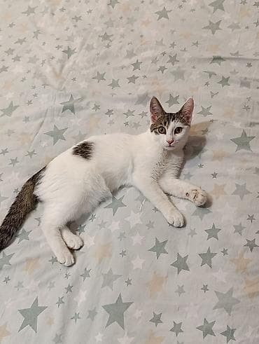 ev pişiklər: Yaxşı əllərə — 3