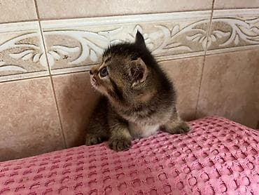 heyvan satışı: Qızıl şinşilla, Erkək, Dişi, Yaxşı əllərə, Ünvandan götürmə, Ödənişli çatdırılma — 8