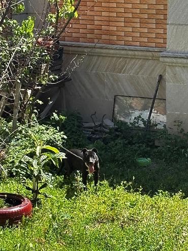 Pitbul, 5 ay, Dişi, Ünvandan götürmə — 2