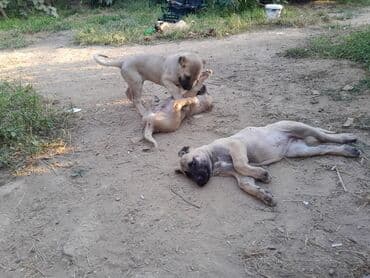 bala afcarka: Kanqal, Peyvəndli — 5