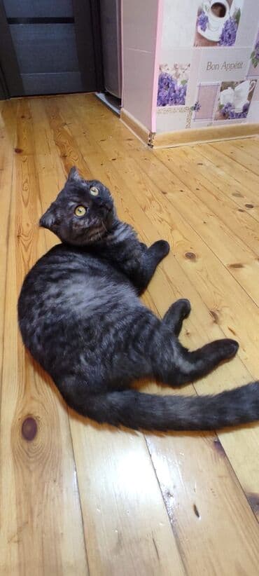 вислоухий шотландец купить: Шотладская вислоухая — 2