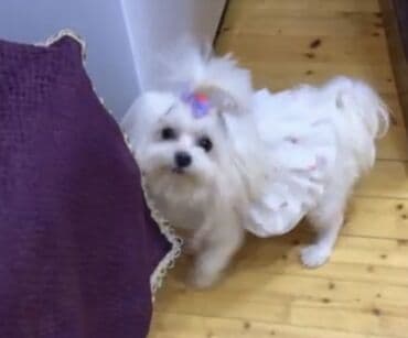 cib iti: Ana atasının Seklı var 1aylıq erkek bala Miniatür it balası – yığcam — 9