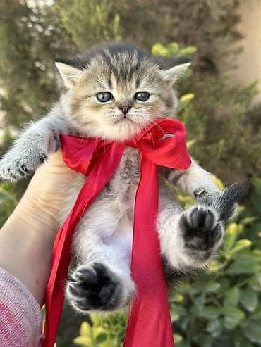 Heyvanlar üçün mallar: Britan — 4