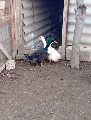 en ucuz itler: Salam,7ayliq ordeklerdi erkey feredi.hem etlik hem damazliqdi.cutu — 4