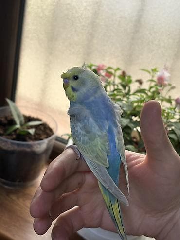 2 ədəd 1 ay yarımlıq gözəl rəngli RAİNBOW tutuquşu. Ələ öyrətməyin tam lalafo.az -da 2 ədəd 1 ay yarımlıq gözəl rəngli RAİNBOW tutuquşu. Ələ öyrətməyin tam