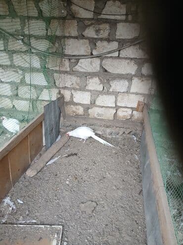 gence toyuq cuce: Digər quşlar — 4