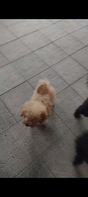 it şekilleri: Pudel — 1