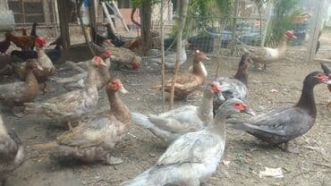 ingilis setteri it cinsinin digər adı nədi: Məhsul: Lal ördək (Muscovy) – damazlıq quşlar, balalar və kəsilmiş ət — 6