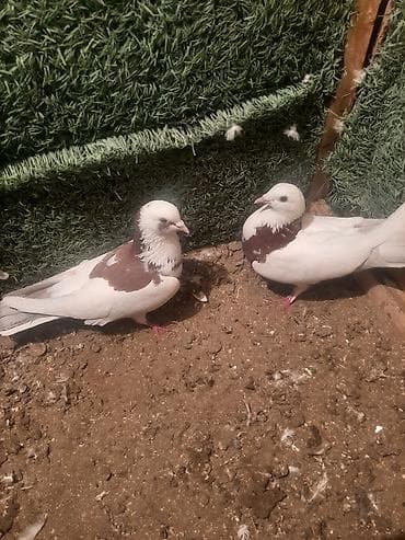 goyərcin satılır: Məhsul: Ev göyərçinləri tecili satilir 6 cutdu bir tek baldir istoyen — 7