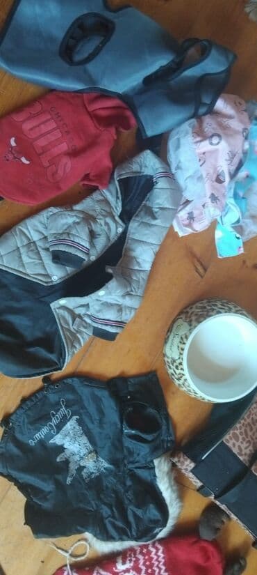 джек рассел терьер купить: Йоркширский терьер, 1 год, Самка — 4