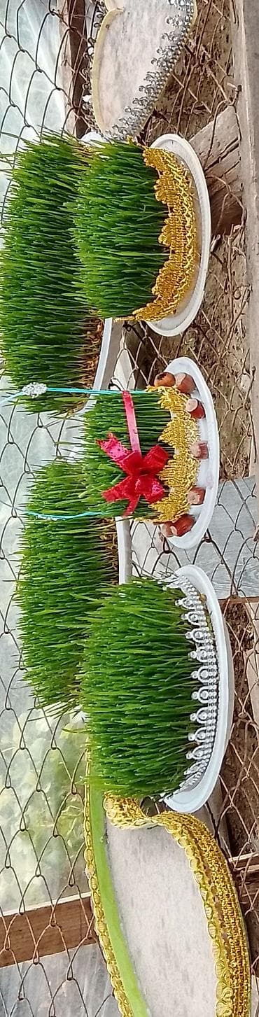 kitab sekilleri: Novruz üçün bəzədilmiş səməni kompozisiyaları - Təbii buğda səmənisi — 3