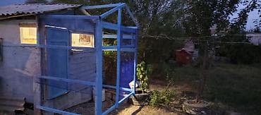 Digər heyvanlar: Məhsul: Göyərçinlər və açıq voliarlı quşxana - Şəkillərdə müxtəlif — 4