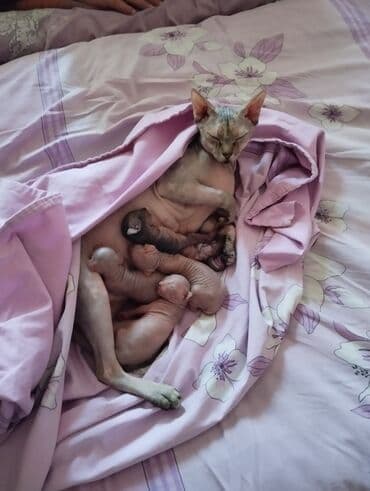 pişikləri: Котята канадского сфинкса Здоровые, активные, приучены к горшку — 3