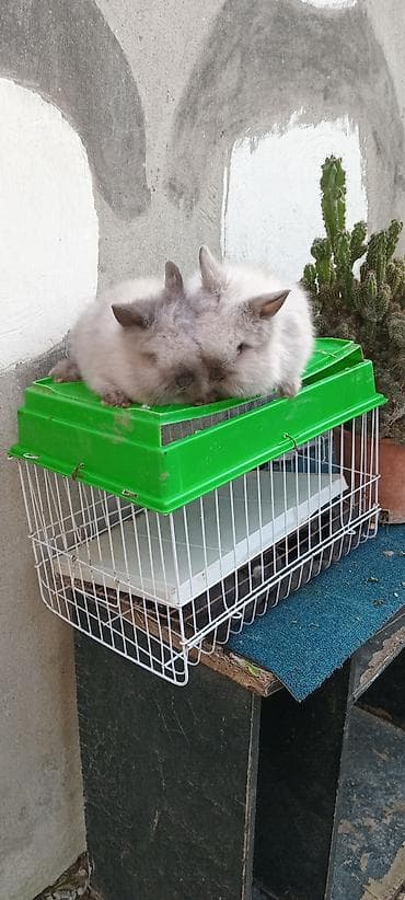 Птицы: Akor bala. cűtű. 25. m — 4