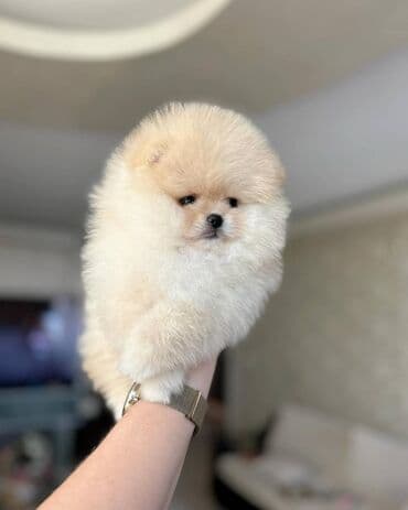 balaca it adlari: Şpitz — 3