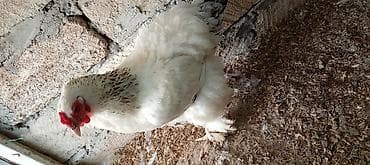 horoz: Toyuq, Brama, Damazlıq, Ünvandan götürmə — 3