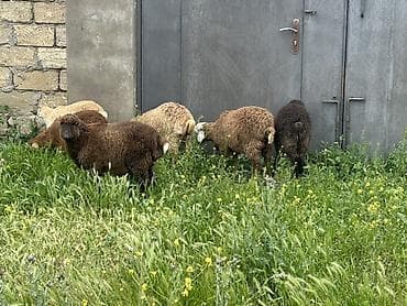 qoyun quzu: Quzu və gənc qoyunlar – ətlik və damazlıq üçün Məhsul təsviri: Yaxşı — 4