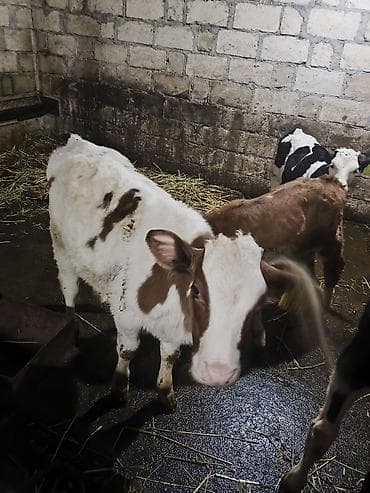 Heyvanlar: Salam. 10 gündən sonra Südən Kəsilir.3Ay 4 günlükdu Təmiz Simental — 2