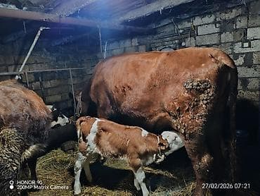 sarı dana: Dişi, Simental, il: 3, 900 kq, Südlük, Rayonlara çatdırılma — 8