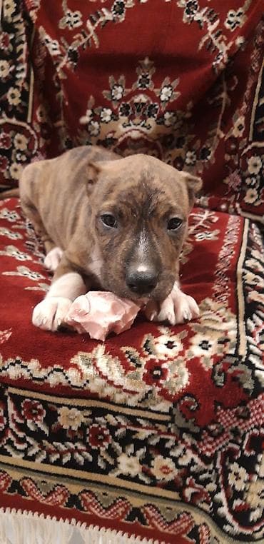 pitbul itler: Pitbul — 9