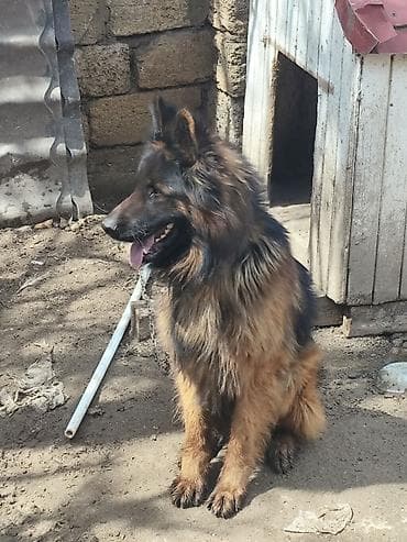 İtlər: Alman çoban iti, 1 il, Erkek, Sənədli, Ünvandan götürmə, Pulsuz çatdırılma, Ödənişli çatdırılma — 2